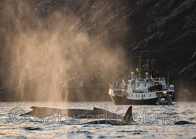 BB 15 0615 / Megaptera novaeangliae / Knølhval <br /> Orcinus orca / Spekkhogger